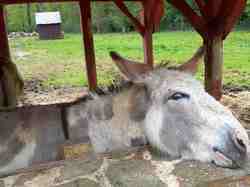 2024 BRIARE - GUEDELON